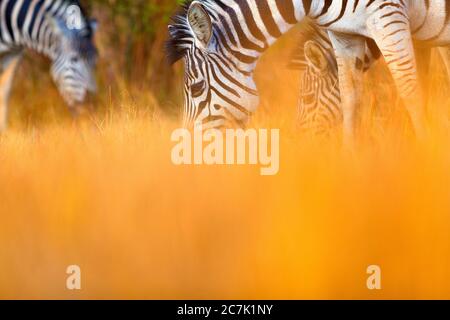 Burchell's Zebras (Equus burchellii) grasen im Mlilwane Wildlife Sanctuary in Swasiland, Afrika Stockfoto