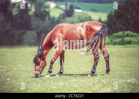 Dänisches Knabstrapper Pferd grast auf einer Wiese Stockfoto