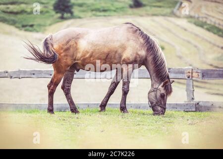 Polnisches Konik Pferd grast auf einer Wiese Stockfoto