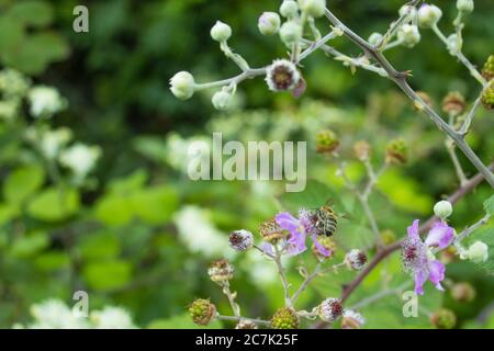 Bienen sammeln Honig aus Wildblumen im Wald Stockfoto
