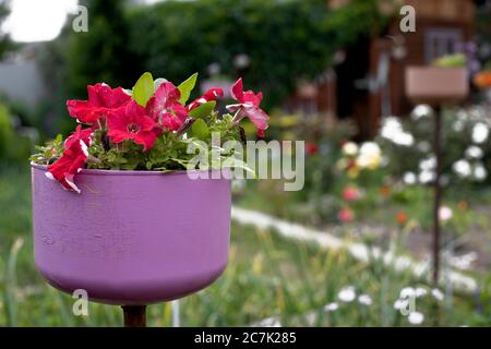 Hoher Blumentopf mit blühenden Petunien vor der Kulisse eines ländlichen Hauses Stockfoto