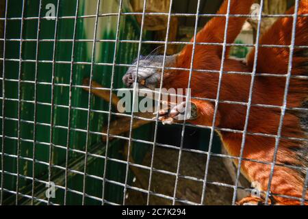 Ein Prevost-Eichhörnchen, das hoch gegen das Netz klettert Stockfoto