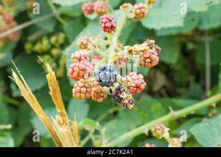 Waldfrucht Brombeeren im Wald gefunden Stockfoto