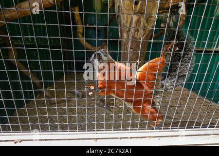 Ein Prevost-Eichhörnchen, das hoch gegen das Netz klettert Stockfoto