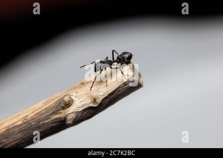 Ameise imitiert Springen Spinne (Myrmarachne japonica) auf einem Zweig Stockfoto