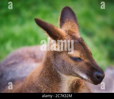 Nahaufnahme eines Wallabys mit weichem braunem Fell vor einem unscharfen grünen natürlichen Hintergrund. Stockfoto