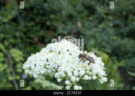 Bienen sammeln Honig aus weißen Wildblumen im Wald Stockfoto