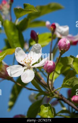 Weiß blühender Obstbaum, Blütenzweige Stockfoto