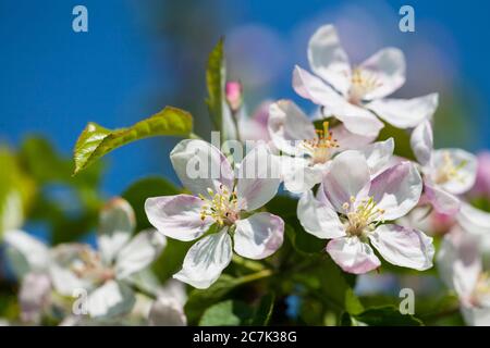 Weiß blühender Obstbaum, Blütenzweige Stockfoto