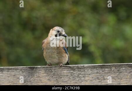 Ein niedlicher Junghäher, Garrulus glandarius, der auf einem Holzzaun am Waldrand steht. Stockfoto
