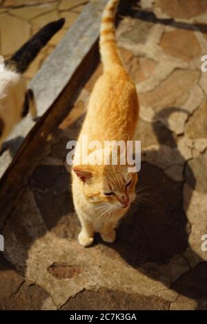 Ginger Katze steht im Sommer auf dem Steinboden draußen. Stockfoto