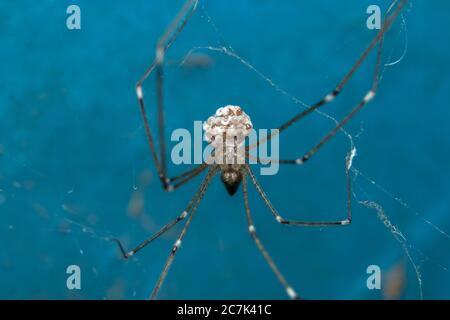 Keller Spinne oder Papa lange Beine Spinne an der Wand Stockfoto