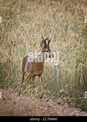 Rogenbock, der durch ein Gerstenfeld geht, die Gerste mit der Zunge aus dem Feld schaut, als ob er seine Lippen leckt Stockfoto