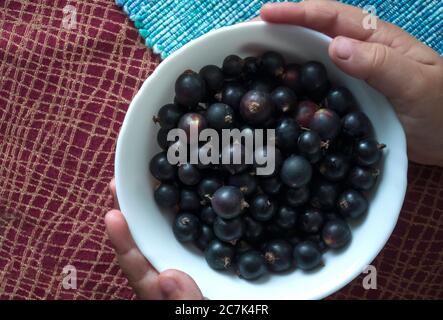 Die Hände eines fünfjährigen Mädchens halten einen Teller mit frischer schwarzer Johannisbeere. Reife schwarze Johannisbeere auf einem weißen Teller. Frühstück. Gesunde Ernährung. Flatlay Pho Stockfoto