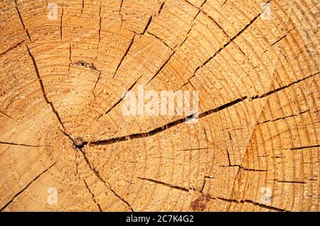 Schnitt eines Kiefernholzschlocks unregelmäßige Form mit Textur, Ring, Risse. Braun, Foto vorne Stockfoto