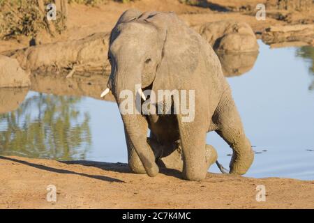 Ein afrikanischer Elefant, der sich darum bemüht, aus einem Wasserloch in Kruger, Südafrika, zu klettern Stockfoto