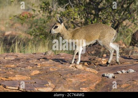 Robuste weibliche Klipspringer Nahaufnahme stehend Zehenspitze auf einem Felsen in Mapungubwe, Südafrika Stockfoto