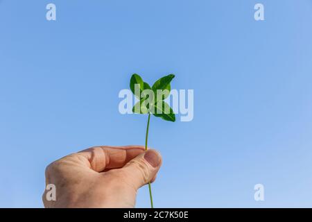 Vierblättriger Klee in der Hand eines Mannes gegen einen blauen Himmel Stockfoto