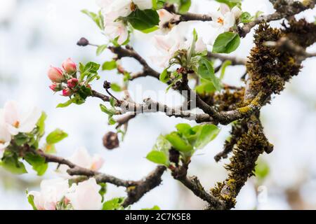 Deutschland, Bayern, Benediktbeuern, Apfelblüten auf einem moosbedeckten Ast Stockfoto