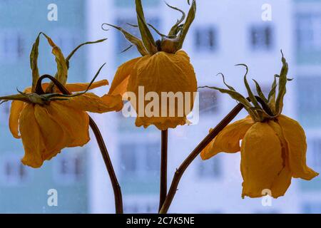 Getrocknete gelbe Rosen am Fenster, inmitten der Stadtlandschaft Stockfoto