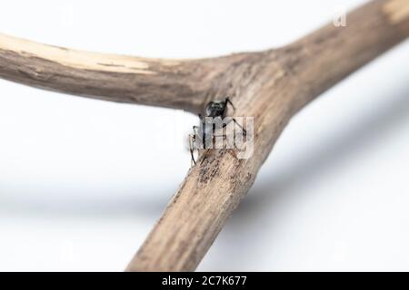 Ameise imitiert Springen Spinne (Myrmarachne japonica) auf einem Zweig Stockfoto