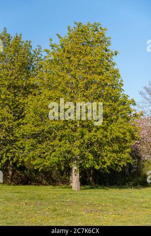 Kastanienbaum, Kastanien, Castanea Stockfoto