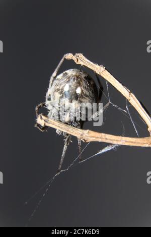 Gefleckte Ord Weaver Spinne (Neoscona) Stockfoto