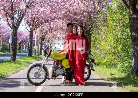 Deutschland, Sachsen-Anhalt, Magdeburg, vietnamesische Frauen stehen auf einem Simson in einer Allee mit blühenden japanischen Kirschbäumen Stockfoto