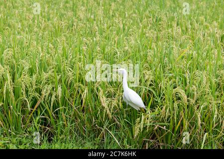 Weißer Reiher auf Reisfeld Stockfoto