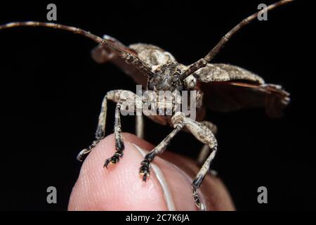 Gefleckte Kiefer Sawyer (Monochamus Scutellatus Scutellatus) Nahaufnahme Stockfoto