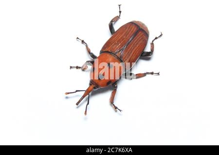 Palm Weevil (Rhynchophourus ferruigineus) Stock Foto Stockfoto