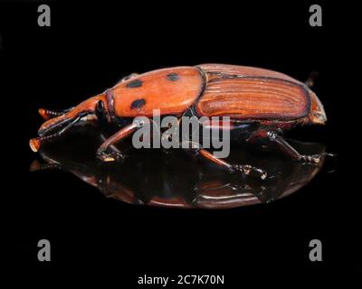 Palm Weevil (Rhynchophourus ferruigineus) Stock Foto Stockfoto