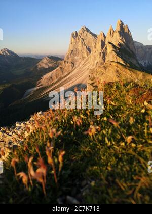 Seceda und Geisler im Abendlicht, nahe am Boden, Stockfoto