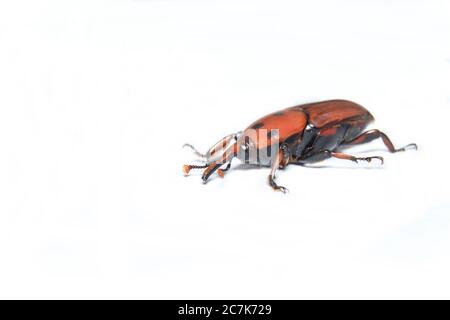 Palm Weevil (Rhynchophourus ferruigineus) Stock Foto Stockfoto