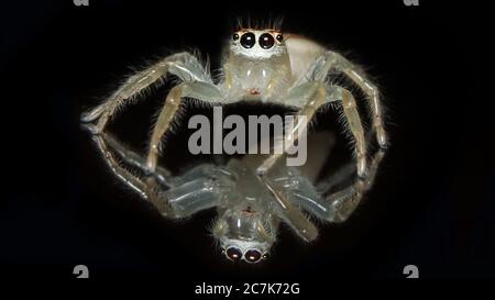 Pullover mit zwei Streifen (Telamonia dimidiata) Stockfoto