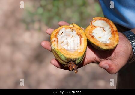 Nahaufnahme der Innenseite einer offenen Kakaoschote (Theobroma cacao). Zeigt die weißen Bohnen, die in der Handfläche eines Mannes gehalten werden. Nicaragua. Stockfoto