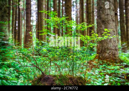 Junger Heidelbeerbusch auf einem mit Moos bedeckten Stumpf. Alter fauler Holzstumpf mit Moos im Wald. Sommersaison. Stockfoto