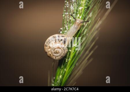 Braune Schnecke auf grünem Stamm Stockfoto