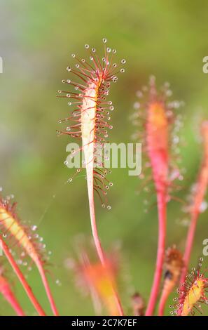 Die klebrigen Blätter einer Drosera anglica-Großsundawpflanze Stockfoto
