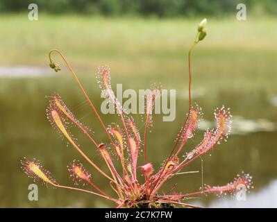 Die klebrigen Blätter einer Drosera anglica-Großsundawpflanze Stockfoto