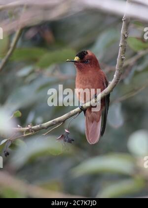 Juan Fernandez Firecown (Sephanoides fernandensis), auf einem Zweig, San Juan Bautista, Robinson Crusoe Island, Chile 3. März 2020 Stockfoto