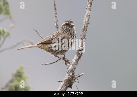 Chinesischer Weißbrauenrosefinch (Carpodacus thura), Wanglang National Nature Reserve, Sichuan, China Mai 2019 Stockfoto