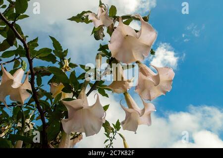 Nahaufnahme von Brugmansia suaveolens, Brasiliens weißen Engelstrompeten-Blüten, wild wachsend in Machu Picchu, Peru. Stockfoto