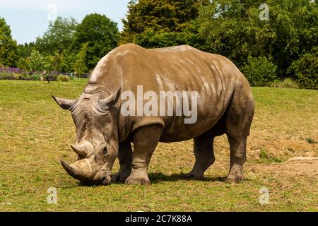 Ein weißes Nashorn grast auf Gras in einem Wildpark Stockfoto