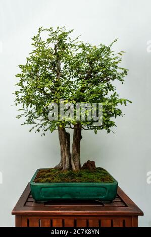 bonsai lustig Green Home Bonsai Erde main image 1