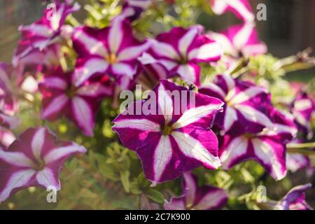 Lila weiße Petunia Blumen Busch wachsen in einem Sommergarten. Stockfoto