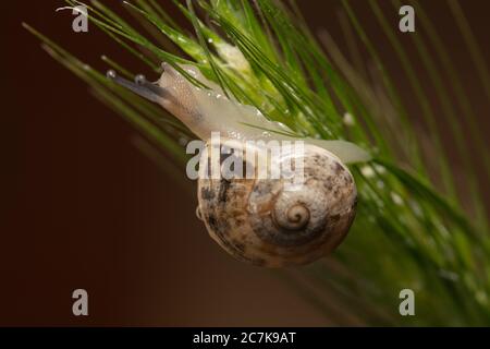 Braune Schnecke auf grünem Stamm Stockfoto