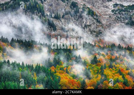 Schönen Berg Nadelwälder bedecken mit viel Nebel. Misty Fichte und Kiefer Wald Stockfoto
