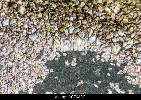 Schwarze Granitfelsen mit kleinen Muscheln bedeckt, Andilana Beach, Nosy Bé Island, Madagaskar, Afrika, Indischer Ozean
