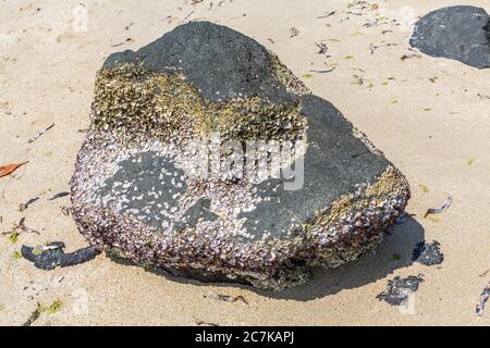 Schwarze Granitfelsen mit kleinen Muscheln bedeckt, Andilana Beach, Nosy Bé Island, Madagaskar, Afrika, Indischer Ozean
